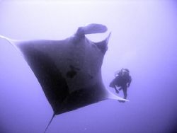 Diving in Thailand / Hin Daeng - Hin Muang by Mike Kreklau 